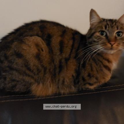 Foto 1/1 Tiki Chat perdido en Montlignon