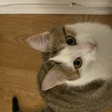 Foto del gato perdido en Les Hopitaux Vieux