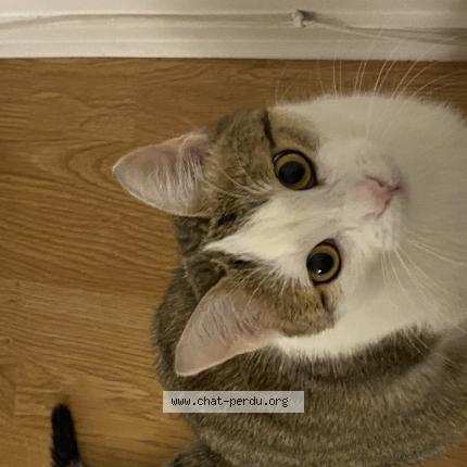 Foto 1/1 Zig Chat perdido en Les hopitaux vieux