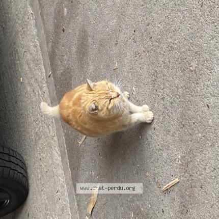 Foto 1/1 Gato encontrado Encontrado en Les hopitaux vieux