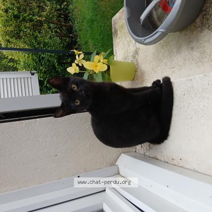 Foto 1/1 Shadow Chat perdido en Flixecourt