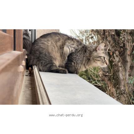 Foto 1/1 abu Chat perdido en Saint louis