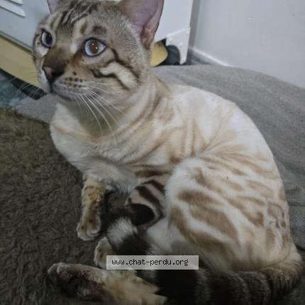 Foto 1/1 Floky Chat perdido en Claira