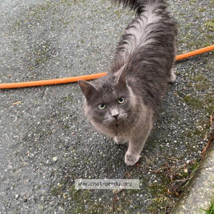 Foto 1/1 Gato encontrado Encontrado en Saint eustache la foret