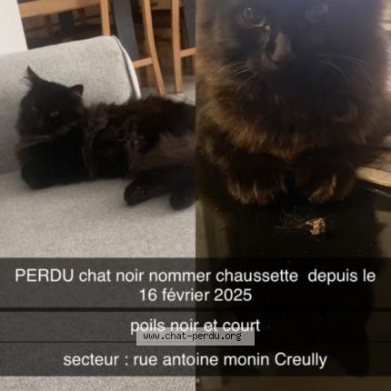 Foto 1/1 Chaussette Chat perdido en Creully