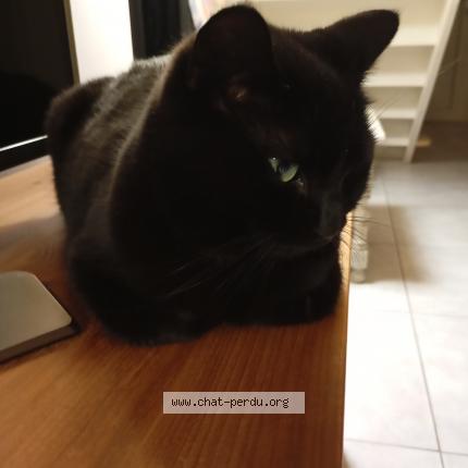 Foto 1/1 Chloé Chat perdido en Vaureal