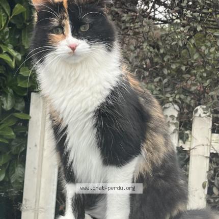 Foto 1/1 Hana Chat perdido en Groslay