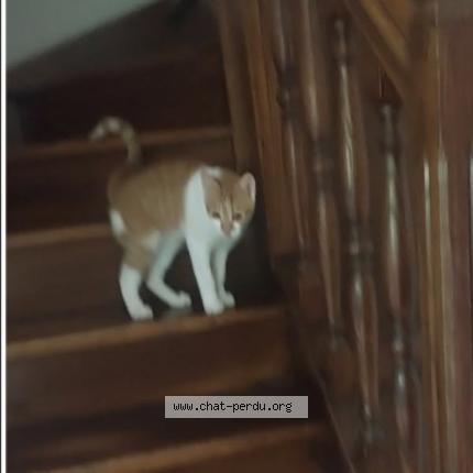 Foto 1/1 TIKY Chat perdido en Nice