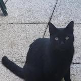 Foto del gato perdido en Granges La Ville