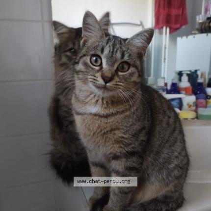 Foto 1/1 Tituba alias titi Chat perdido en Mons