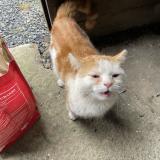 Foto de gato encontrado en Vieux Reng