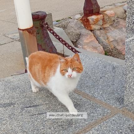 Foto 1/1 Gato encontrado Encontrado en Saint cyprien
