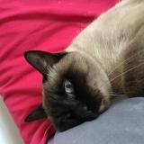 Foto del gato perdido en Cannes La Bocca