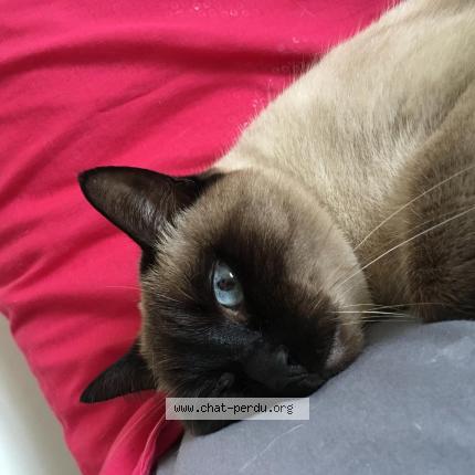 Foto 1/1 Vanille Chat perdido en Cannes la bocca