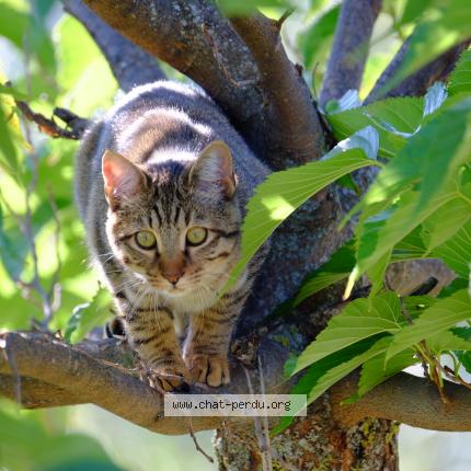 Foto 1/1 zig zag Chat perdido en Gap