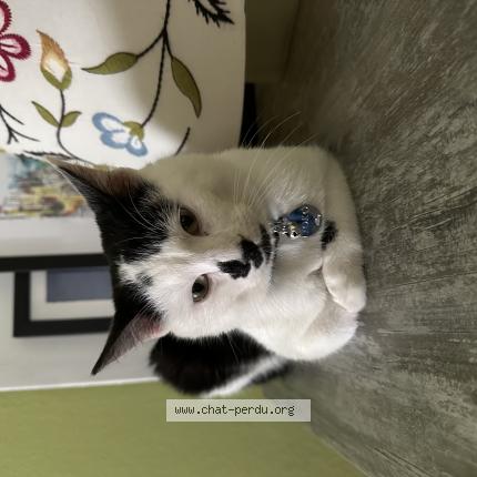 Foto 1/1 Yoko Chat perdido en Merignac