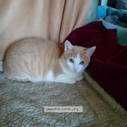 Foto 1/1 Minette Chat perdido en Carcassonne