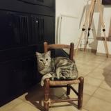 Foto del gato perdido en Moutiers Les Mauxfaits