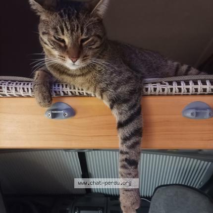 Foto 1/1 Ruby Chat perdido en Villetrun