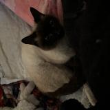 Foto del gato perdido en Miniac Morvan