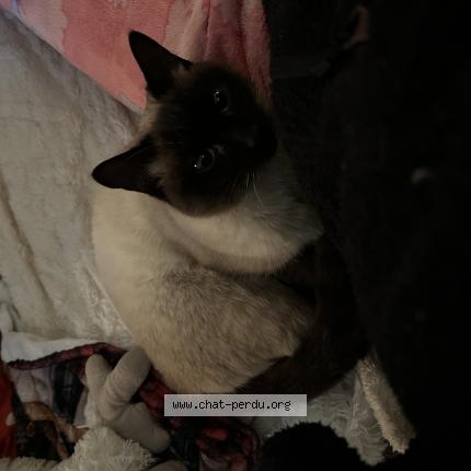 Foto 1/1 Chanel Chat perdido en Miniac morvan