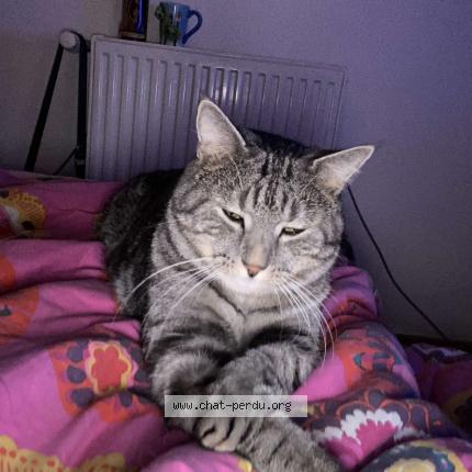 Foto 1/1 Rambo Chat perdido en Auxonne