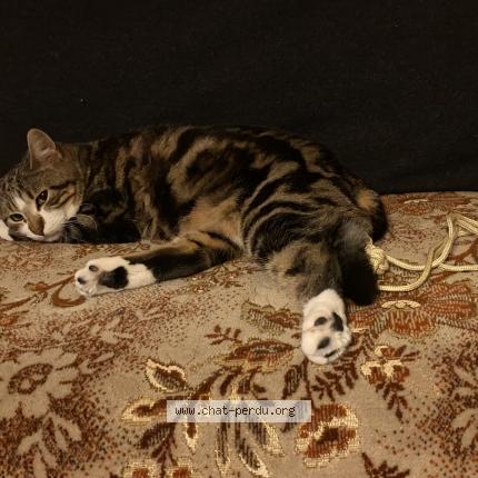 Foto 1/3 Tigrou Chat perdido en Trelaze