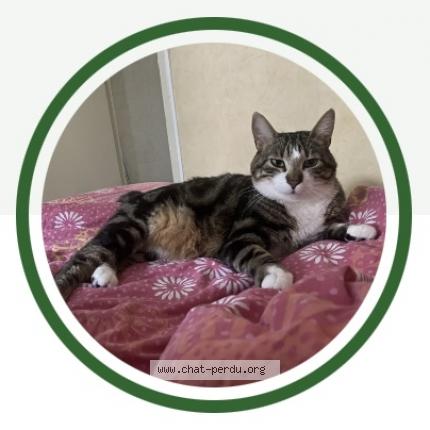 Foto 2/3 Tigrou Chat perdido en Trelaze