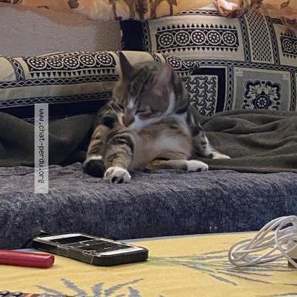 Foto 3/3 Tigrou Chat perdido en Trelaze