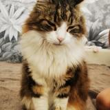 Foto del gato perdido en Loriol Sur Drome