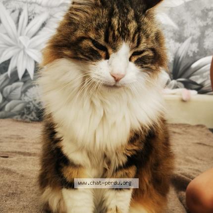 Foto 1/1 Pepsi Chat perdido en Loriol sur drome