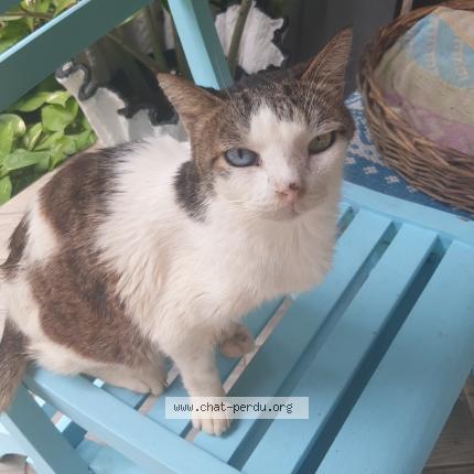 Foto 1/1 Chi Chat perdido en Etang sale