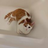 Foto del gato perdido en Airvault