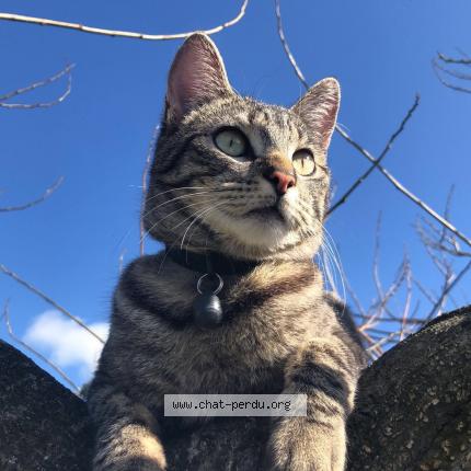 Foto 1/1 Fury Chat perdido en Combourg