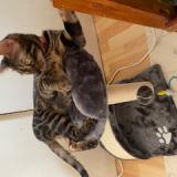 Foto del gato perdido en Toulouse