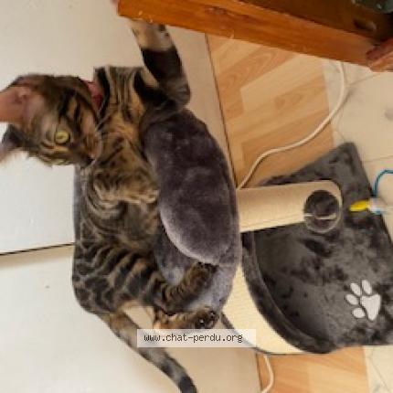 Foto 1/1 Gato encontrado Perdido en Toulouse