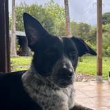 Foto del gato perdido en St Benoit