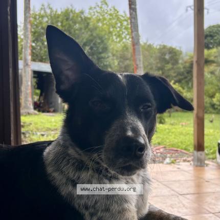 Foto 1/1 Nawak Chat perdido en St benoit