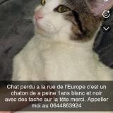 Foto del gato perdido en Tonnerre
