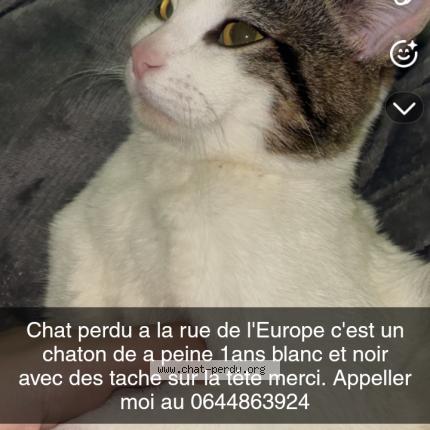 Foto 1/1 Globules Chat perdido en Tonnerre