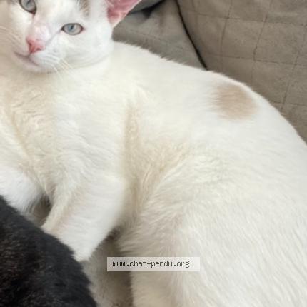 Foto 1/1 Neige Chat perdido en Blanquefort