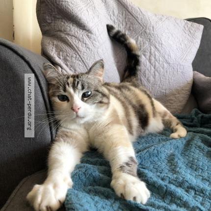 Foto 1/1 Lou Chat perdido en Condat sur trincou