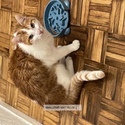 Foto 1/1 Migui Chat perdido en Antony