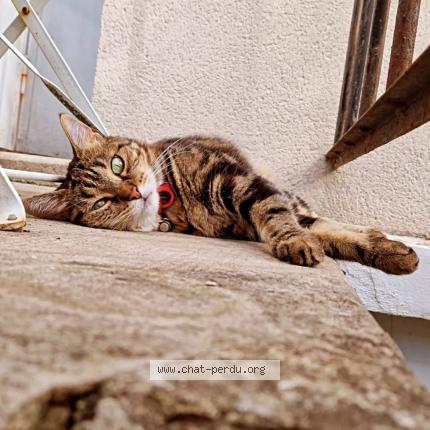 Foto 1/1 Gipsy Chat perdido en Tours