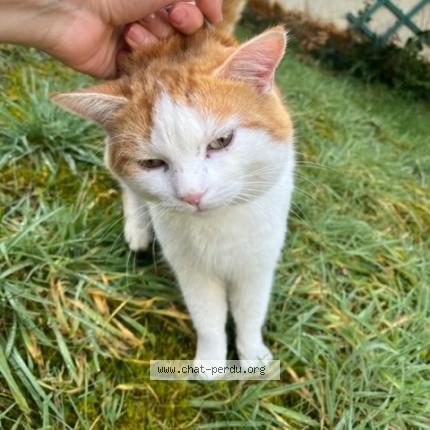 Foto 1/1 Gato encontrado Encontrado en Ormesson sur marne