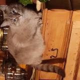 Foto del gato perdido en Ganges