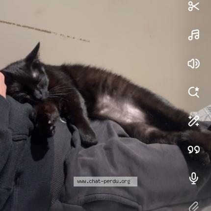 Foto 1/1 Spooky Chat perdido en Maille