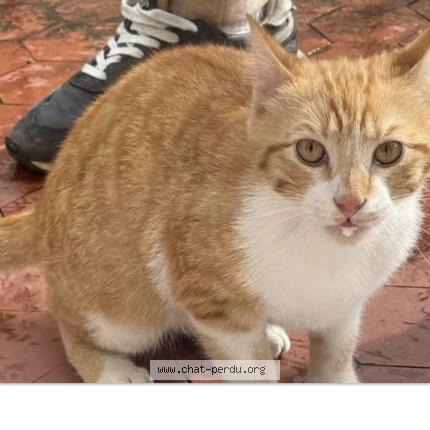 Foto 1/1 Gato encontrado Encontrado en Pau
