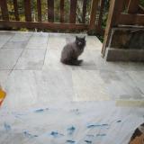 Foto del gato perdido en Serre Les Sapins