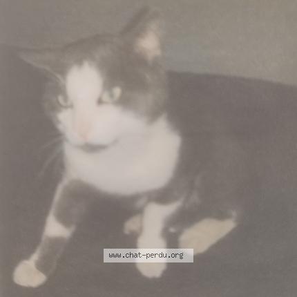 Foto 2/3 Gousti Chat perdido en Sermersheim